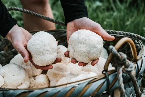 9 Benefícios para a Saúde do Cogumelo Lion’s Mane (Além dos Efeitos Colaterais)