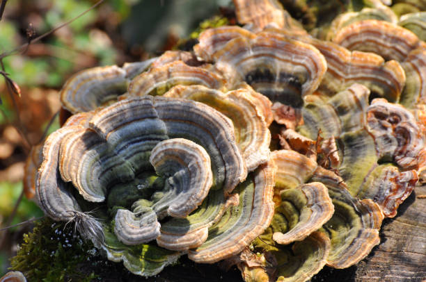 FDA Aprova Estudo com Turkey Tail para Pacientes com Câncer