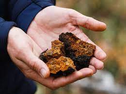 O Chaga é realmente o Rei dos Cogumelos?